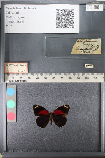 Media type: image;   Entomology 148402